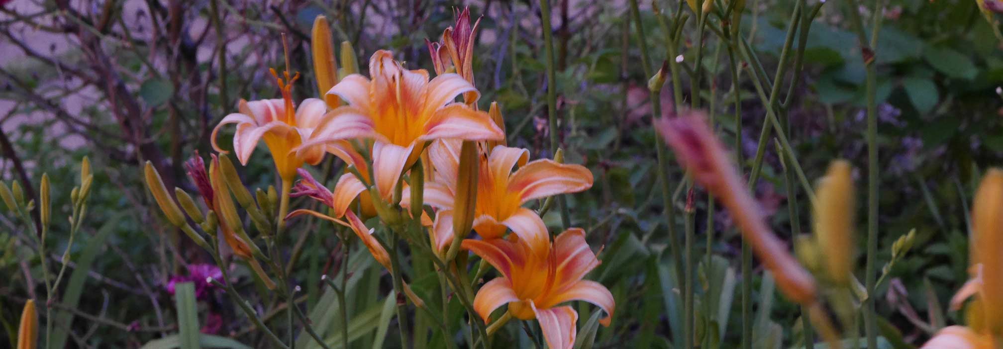 orange daylilies in purple dusk