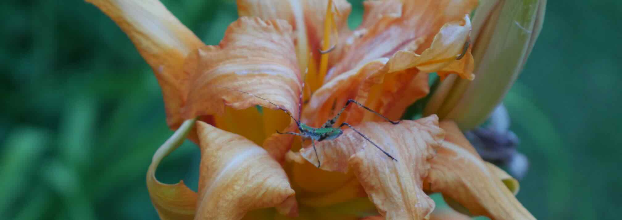 mantis on daylily