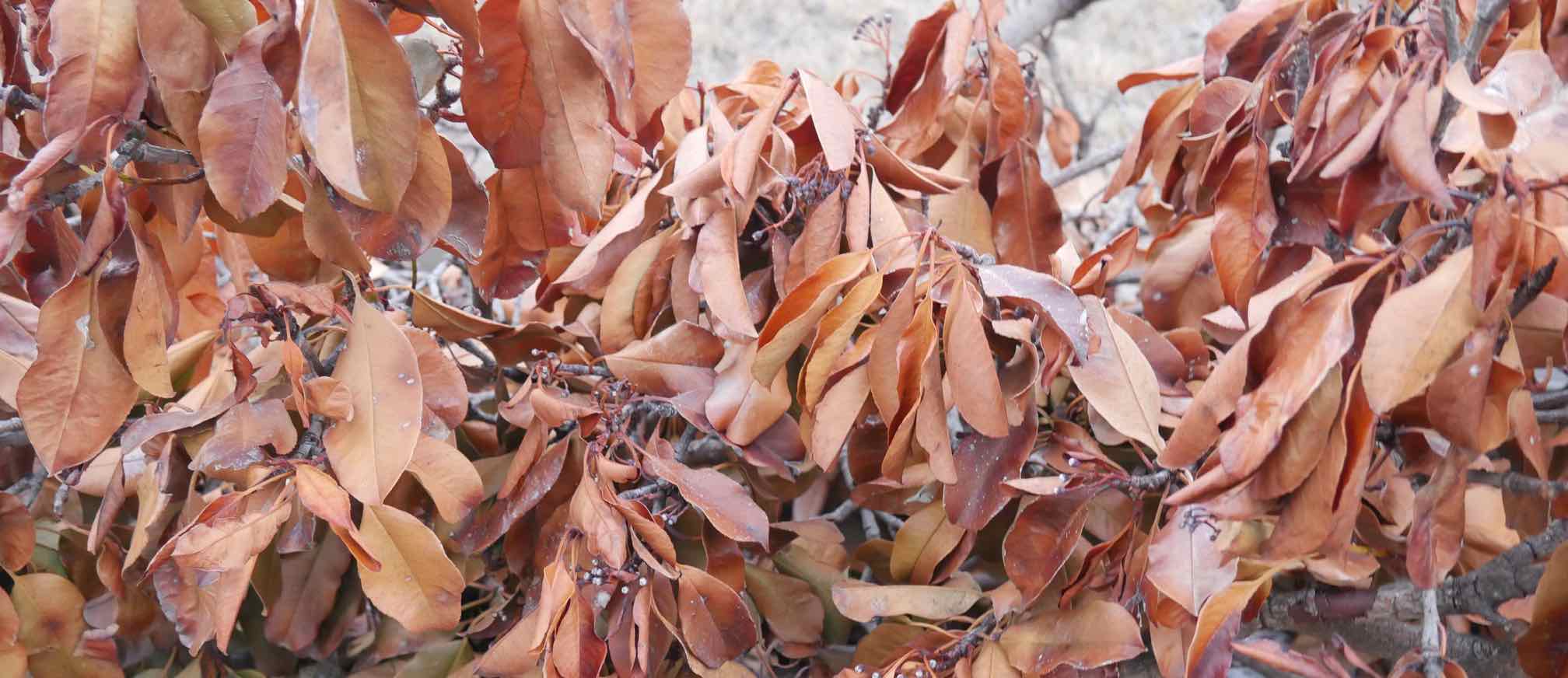 orange leaves