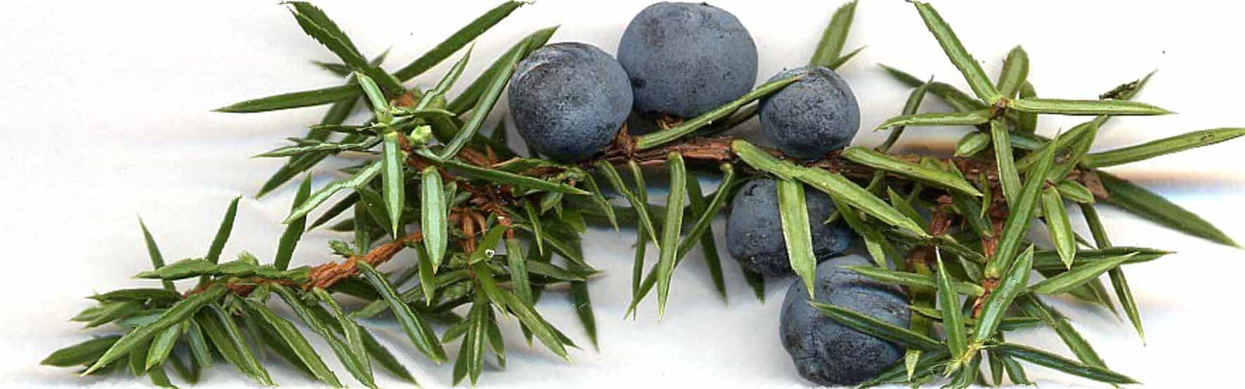Juniper Berries on branch