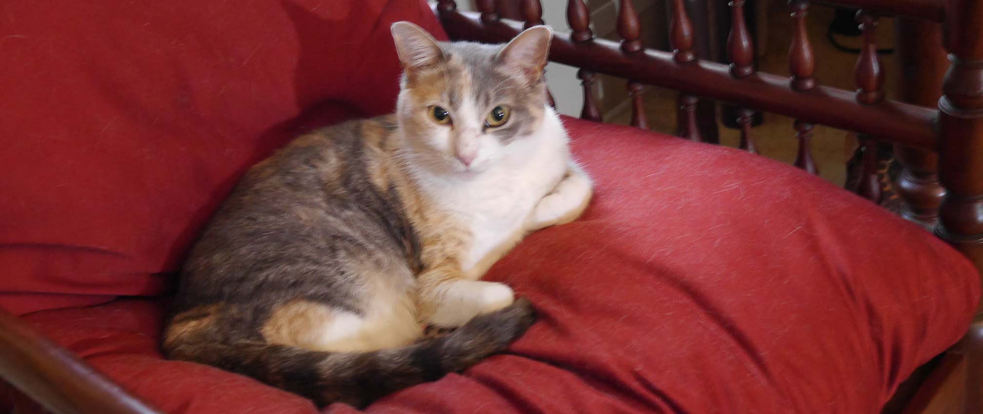 Anne's cat Kiri who is missing. And who needs positive thoughts and prayers.
