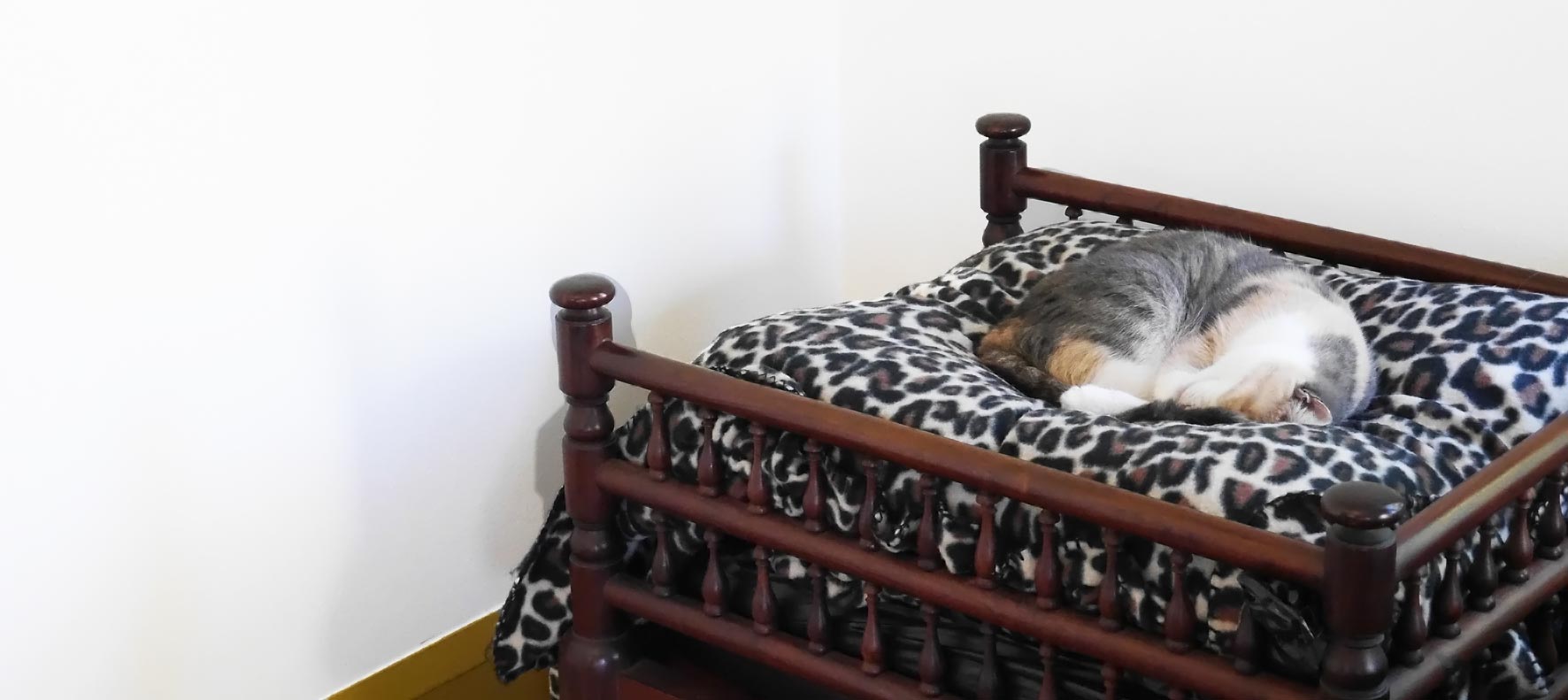 Kiri the cat supervising the work (asleep)